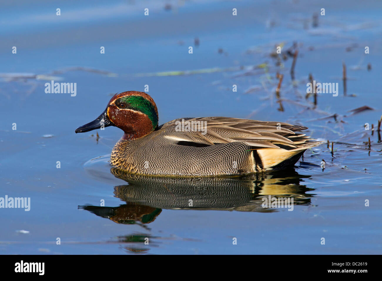 Eurasian Teal / Common Teal (Anas crecca) male swimming in breeding plumage in pond Stock Photo