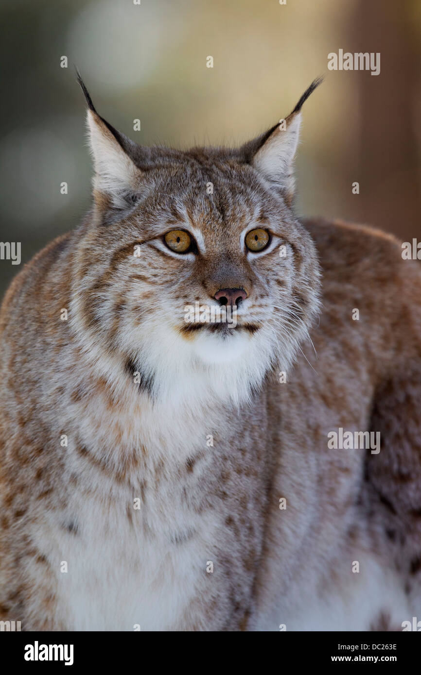 Close up of European lynx / Eurasian lynx (Lynx lynx) showing thick winter fur and black tufts of hair on its ears Stock Photo