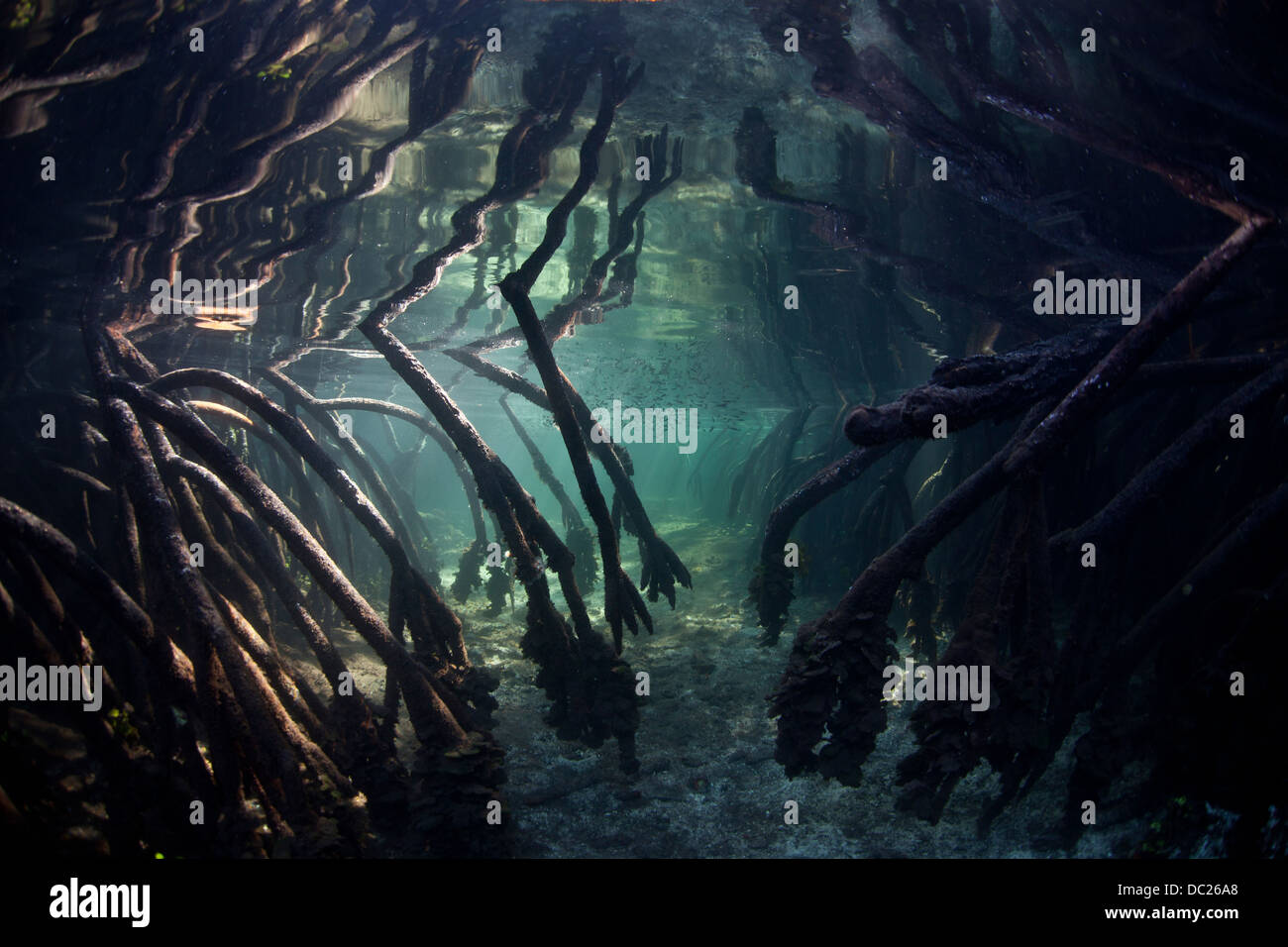 Prop Roots of Mangrove Trees, Rhizophora sp., Raja Ampat, West Papua, Indonesia Stock Photo