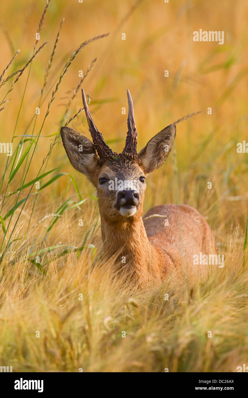 Close Up Of Roe Deer Capreolus Capreolus Roebuck Foraging In Cornfield Wheat Field On Farmland In Summer Stock Photo Alamy