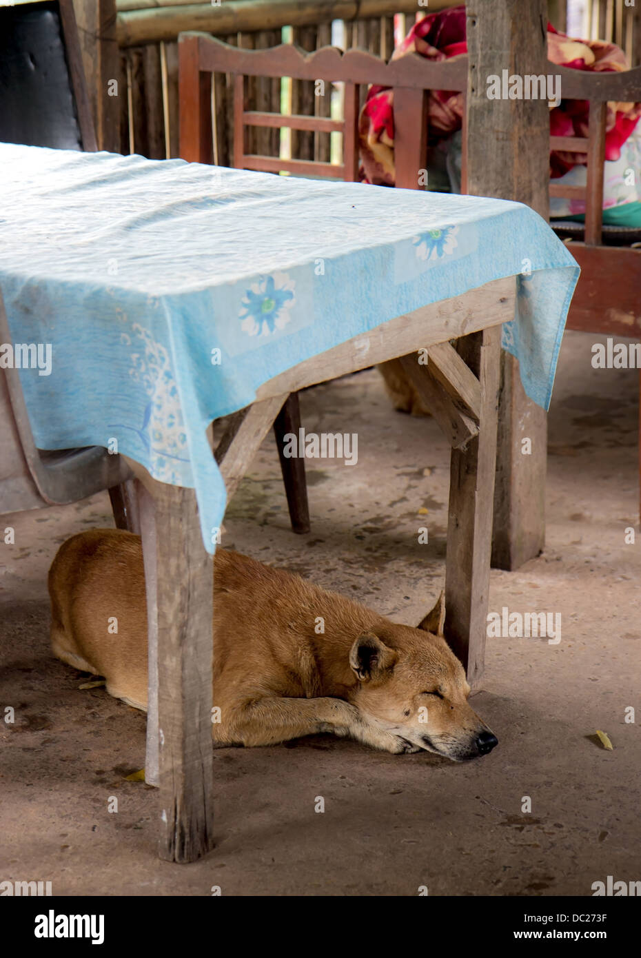 sleeping dog under the table Stock Photo Alamy