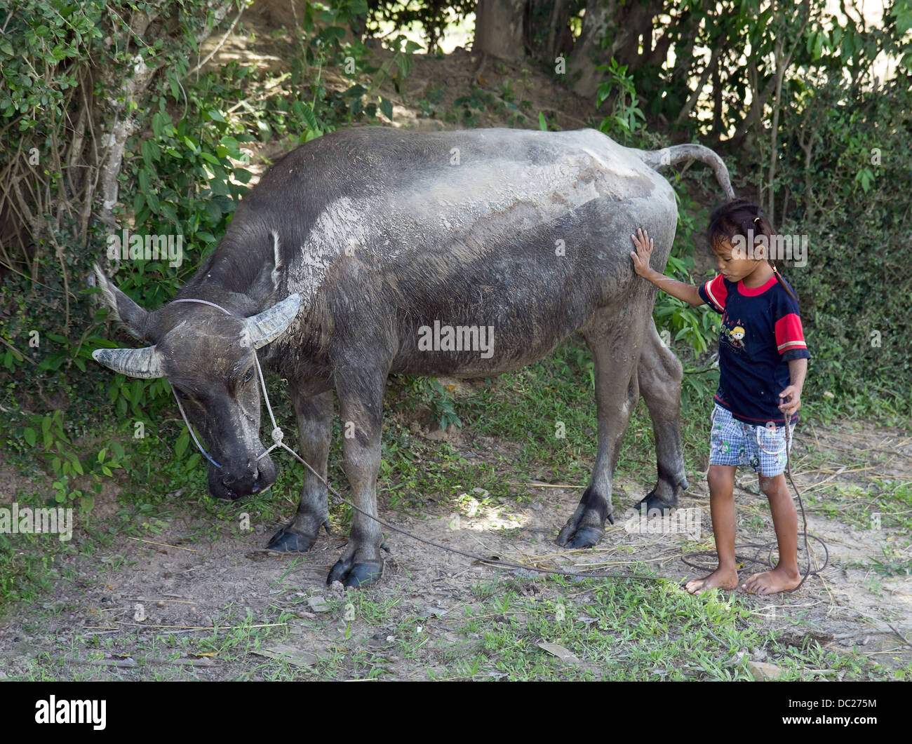 little Asian girl with cow Stock Photo - Alamy