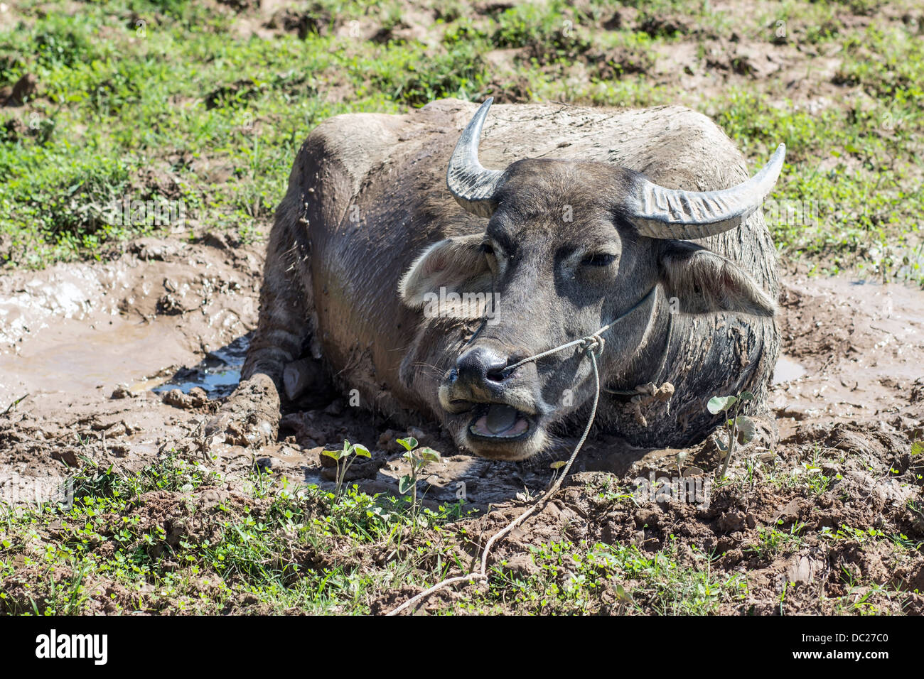 buffalo lying in the mud Stock Photo Alamy