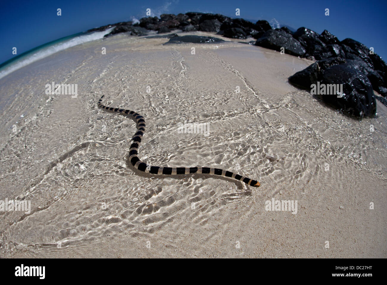 Poisonous Banded Sea Snake, Laticauda colubrina, Noumea, Amedee Island, New Caledonia Stock Photo