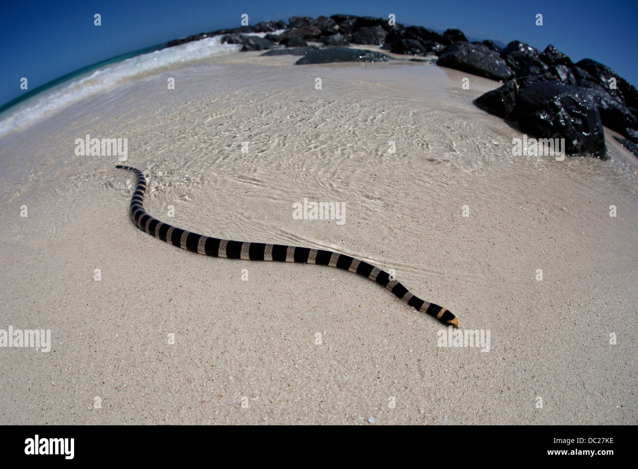 Poisonous Banded Sea Snake, Laticauda colubrina, Noumea, Amedee Island, New Caledonia Stock Photo