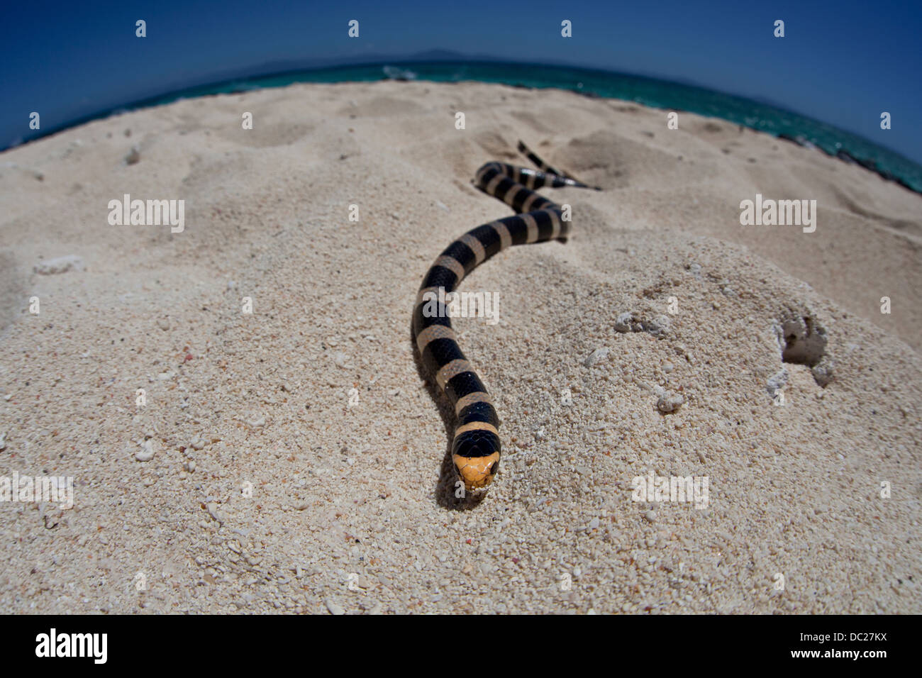 Poisonous Banded Sea Snake, Laticauda colubrina, Noumea, Amedee Island, New Caledonia Stock Photo