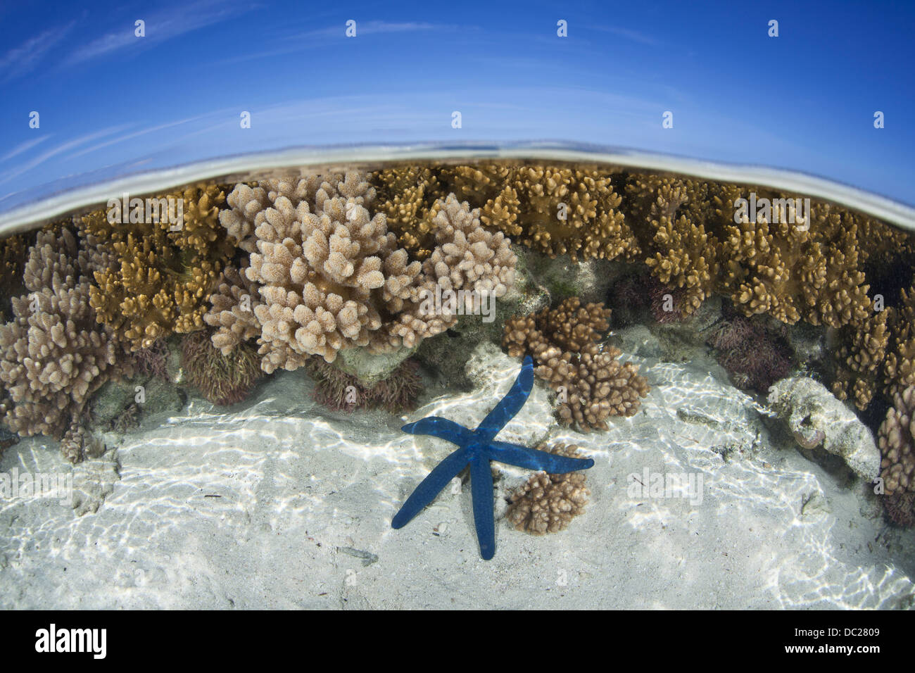 Blue Seastar on Coral Reef, Linckia laevigata, Noumea, Amedee Island, New Caledonia Stock Photo