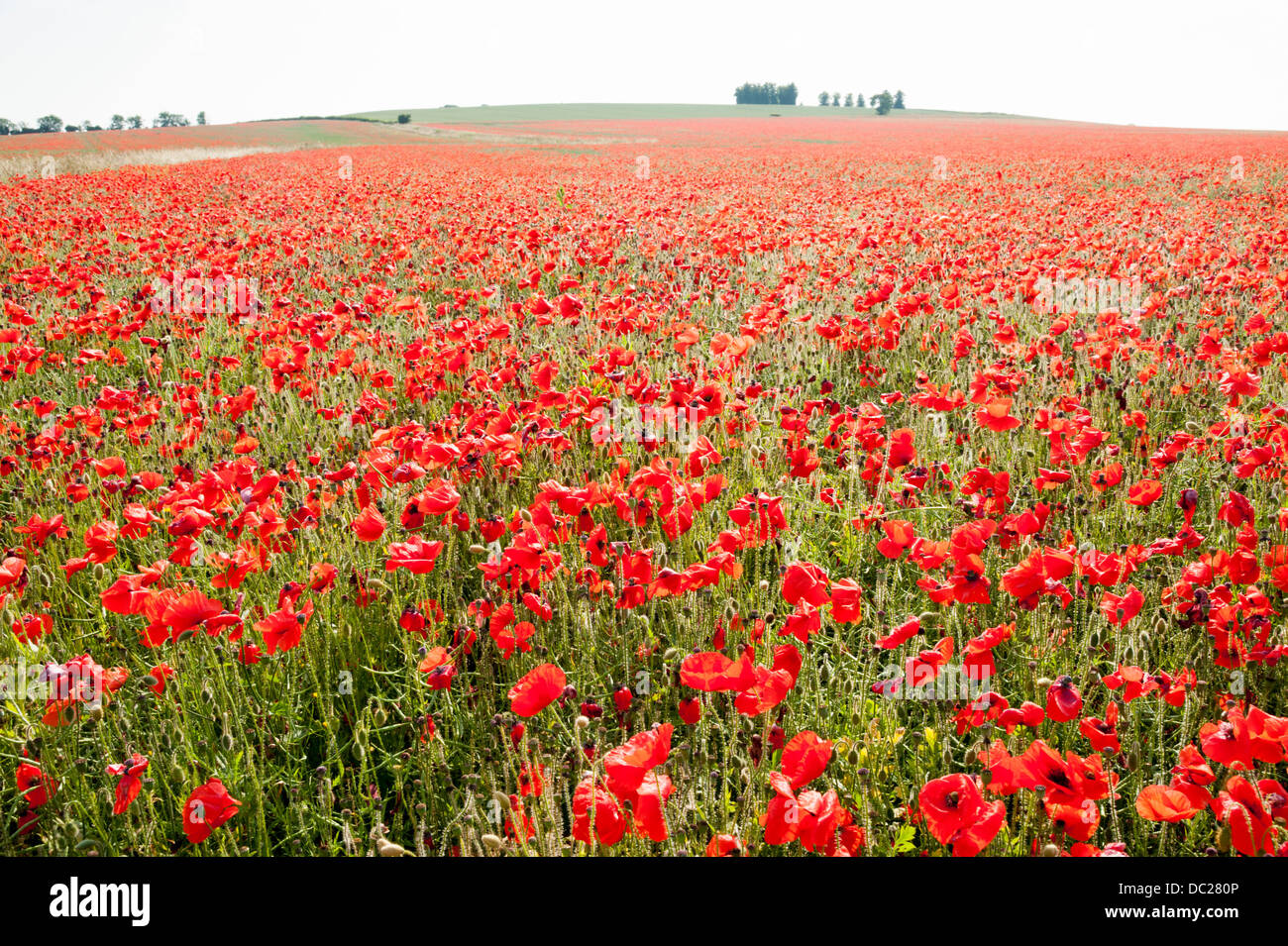 Poppy field uk hi-res stock photography and images - Alamy