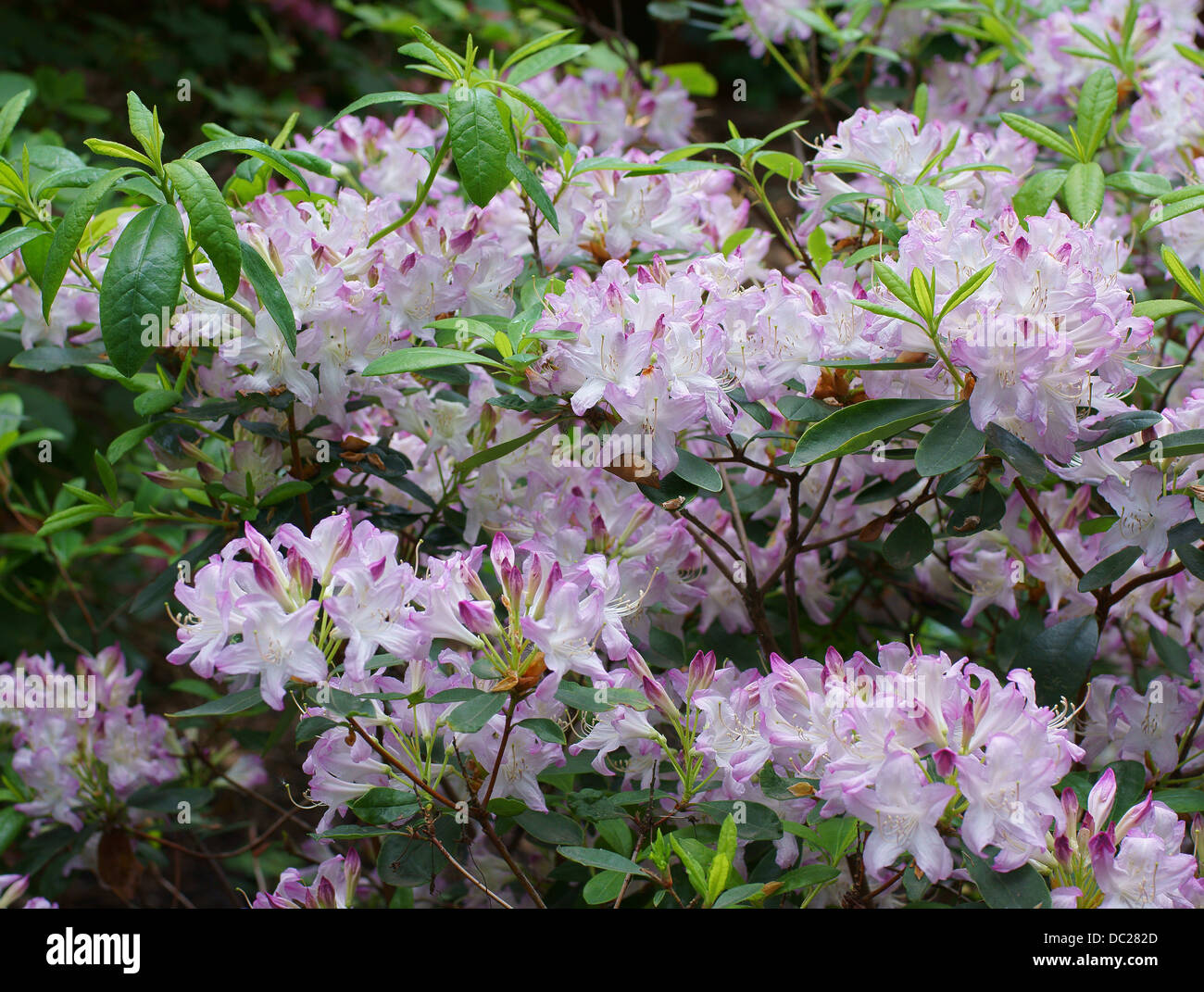 Pale purple Rhododendron fragrans blossom Stock Photo