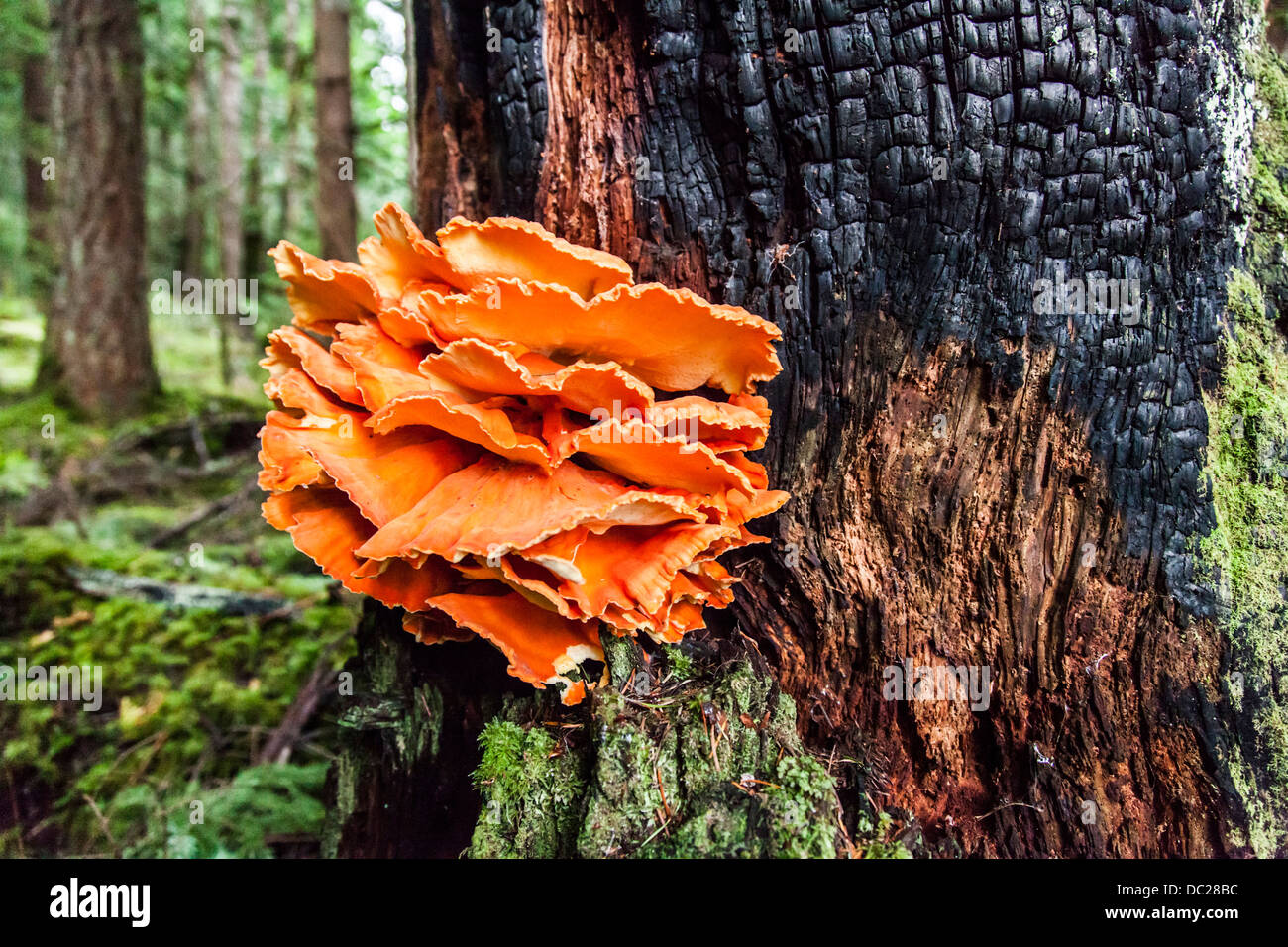 Bright Orange Fungus On Tree Stock Photos Bright Orange Fungus On | My ...