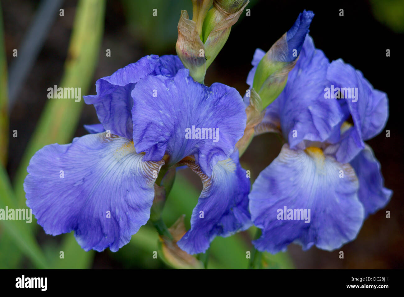 Two blue iris flower flowers Stock Photo Alamy