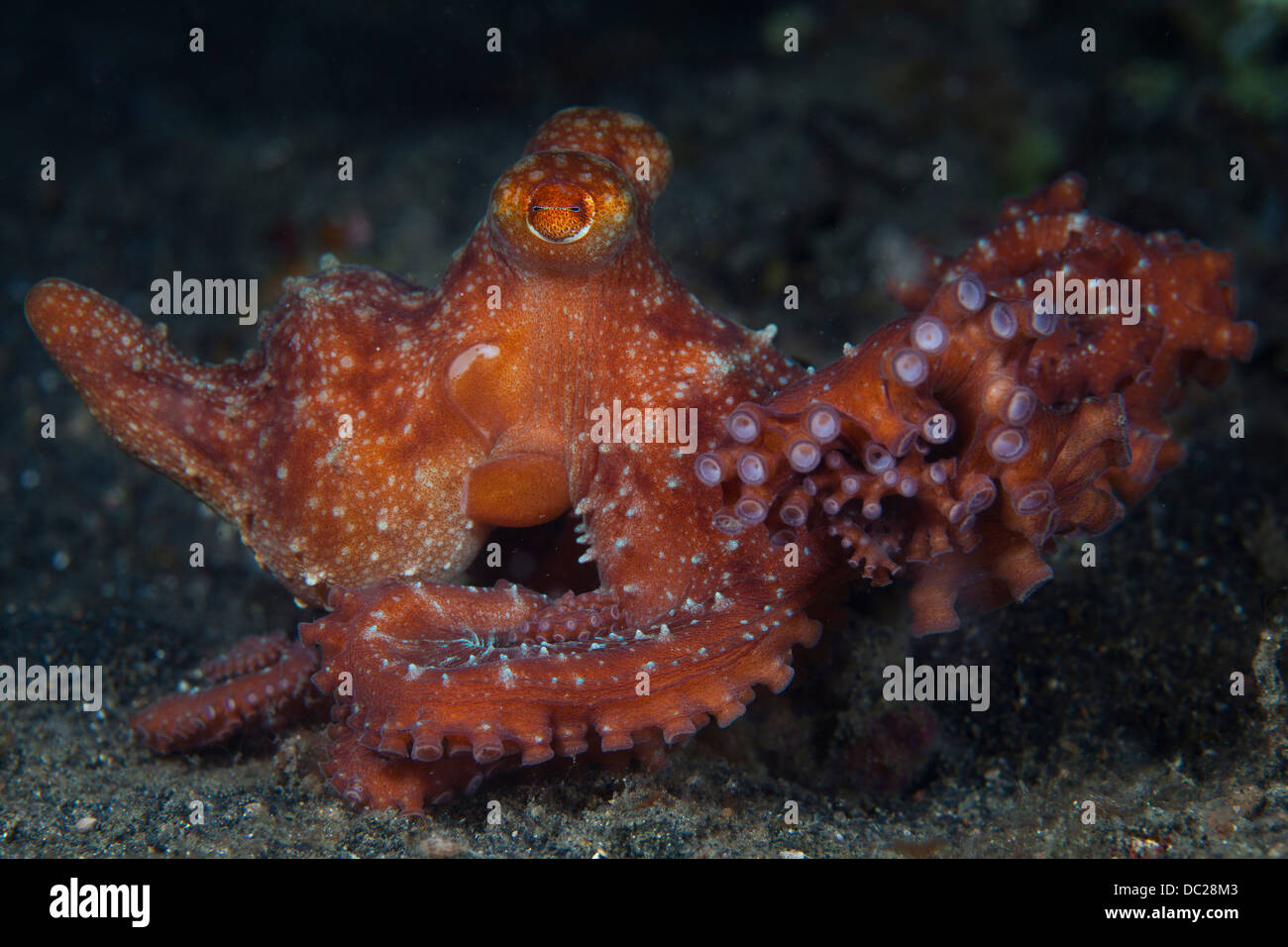 Starry Night Octopus, Octopus luteus, Lembeh Strait, North Sulawesi, Indonesia Stock Photo