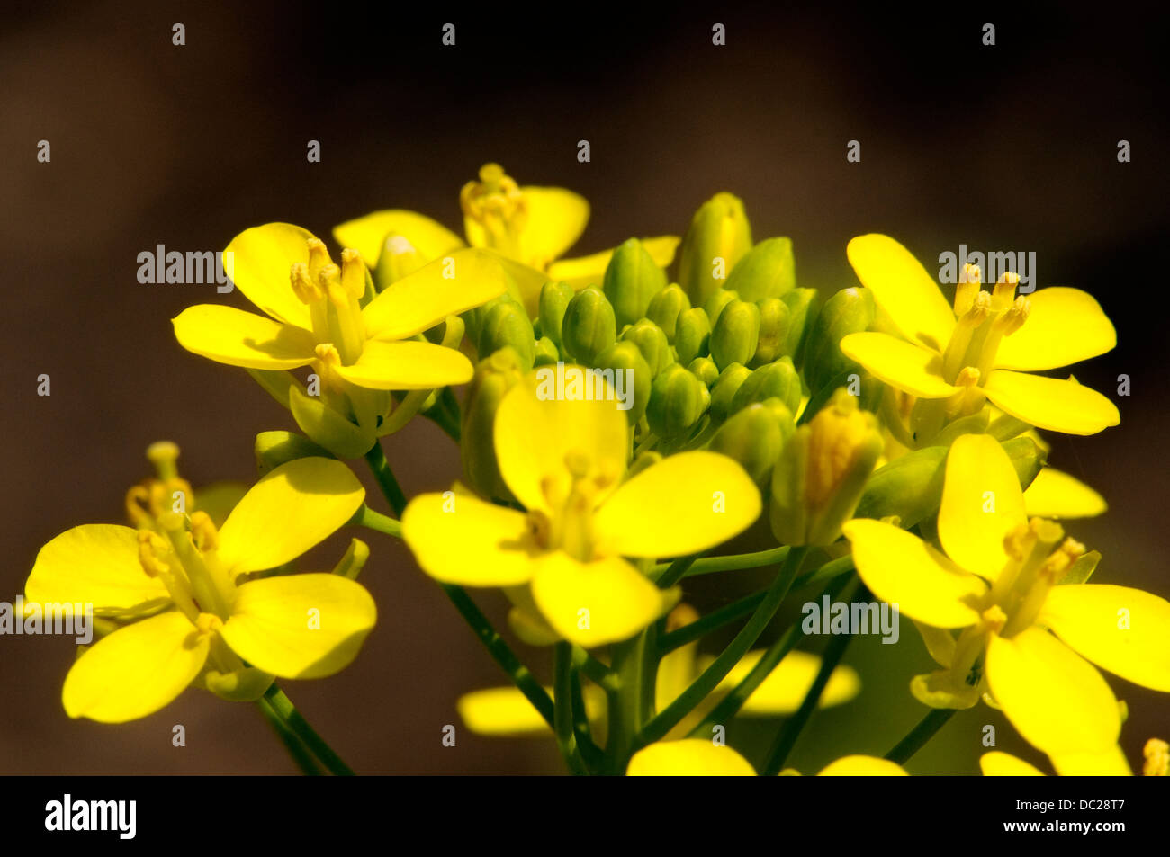 Closeup of mustard flowers Stock Photo Alamy