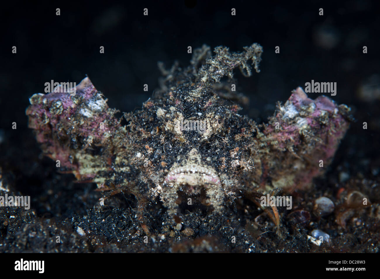 Spiny Devilfish, Inimicus didactylus, Lembeh Strait, North Sulawesi, Indonesia Stock Photo