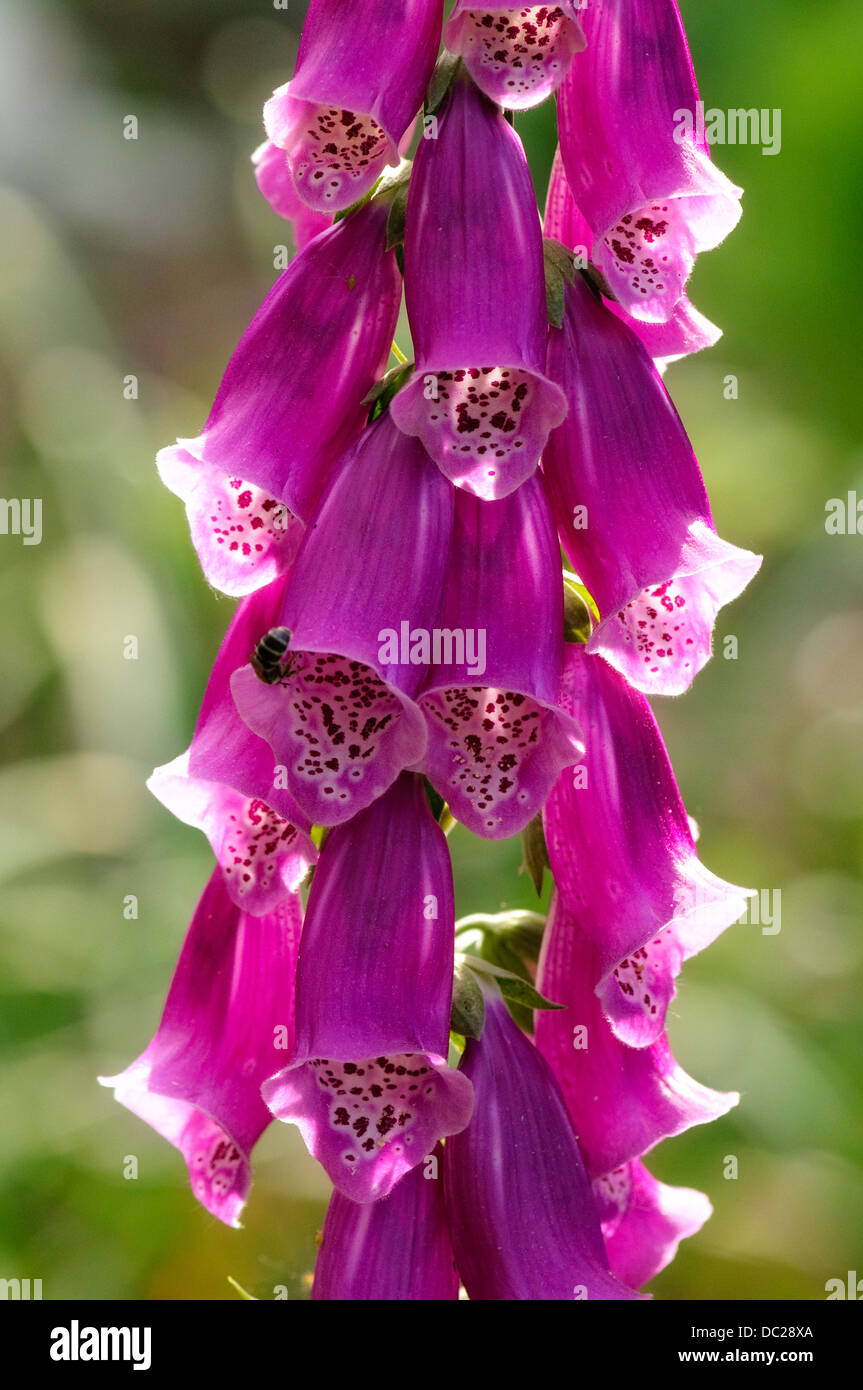 Closeup of Foxglove Digitalis Stock Photo Alamy
