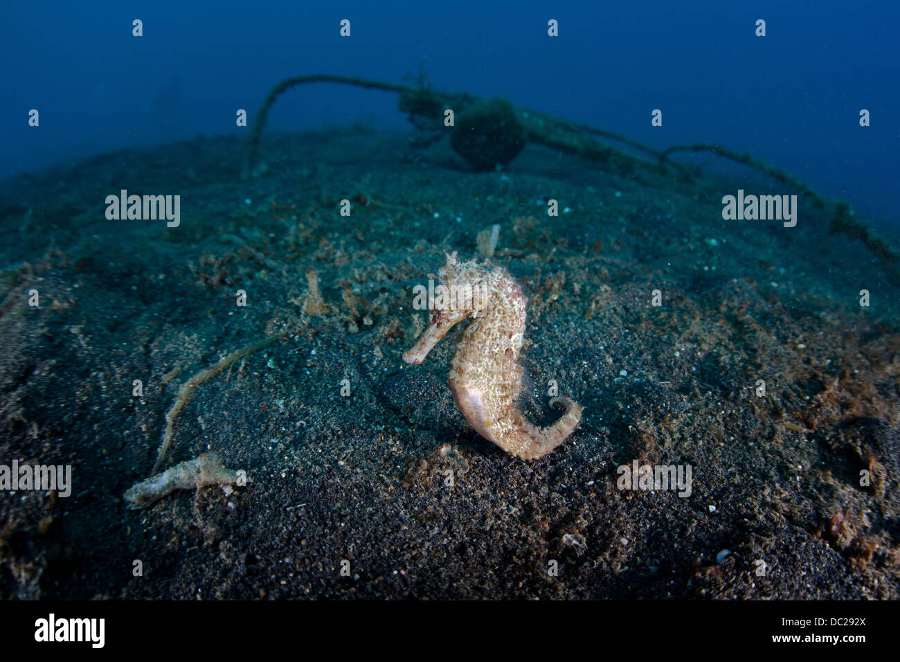 Estuary Seahorse on Sand, Hippocampus kuda, Lembeh Strait, North Sulawesi, Indonesia Stock Photo