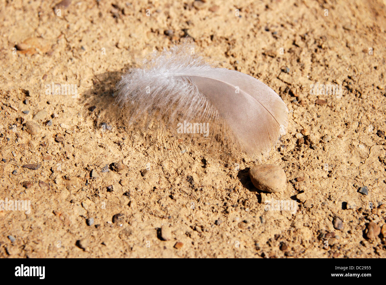 Soft feather on stony, hard ground Stock Photo
