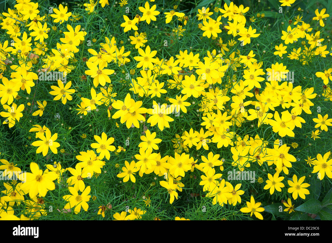 Coreopsis verticillata yellow flowers Stock Photo