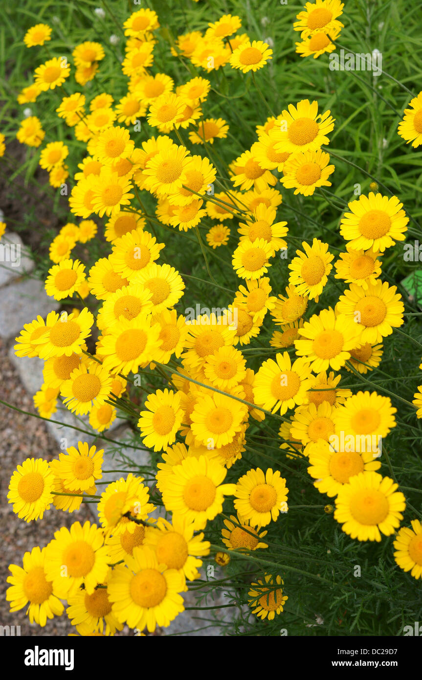 Golden marguerite yellow flowers close up Anthemis tinctoria Stock