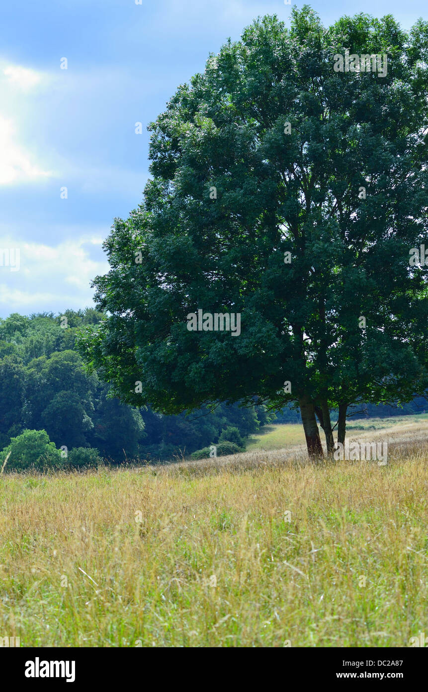 Landscape view of large tree in a long grassy field Ashton Court Estate
