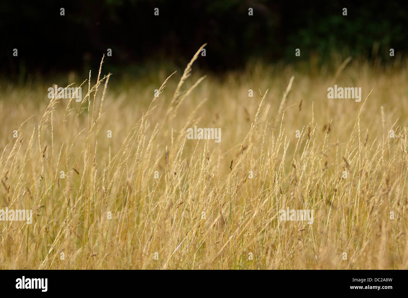 Yellow grass hi-res stock photography and images - Alamy