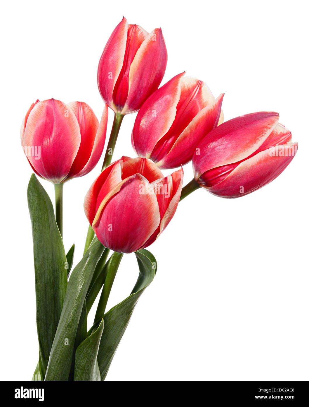 Five pink tulips isolated on white background Stock Photo - Alamy