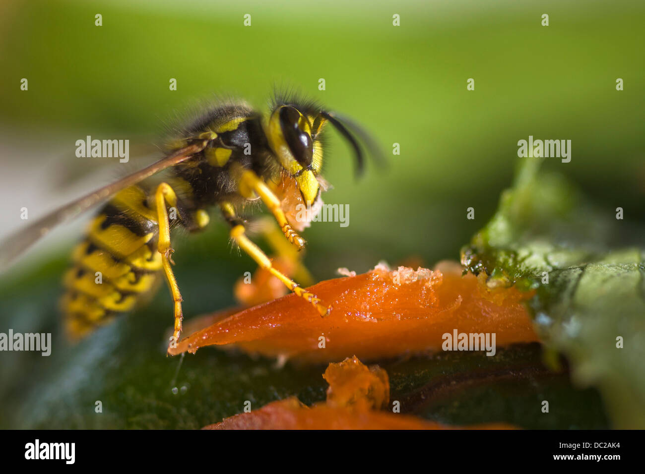 Yellow Jacket munching on Salmon Stock Photo Alamy