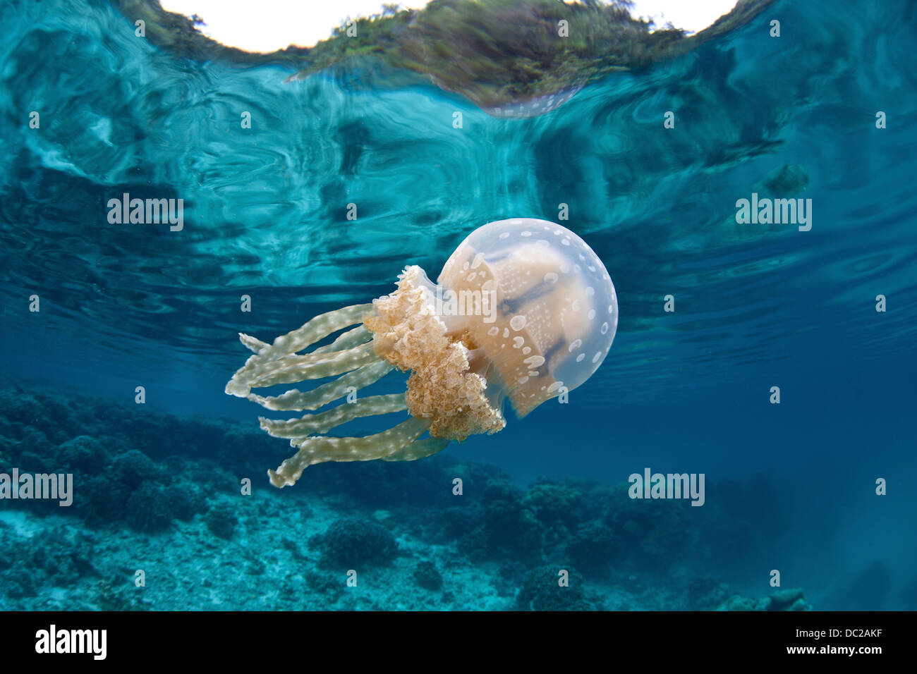 Mastigias Jellyfish, Mastigias papua, Micronesia, Palau Stock Photo
