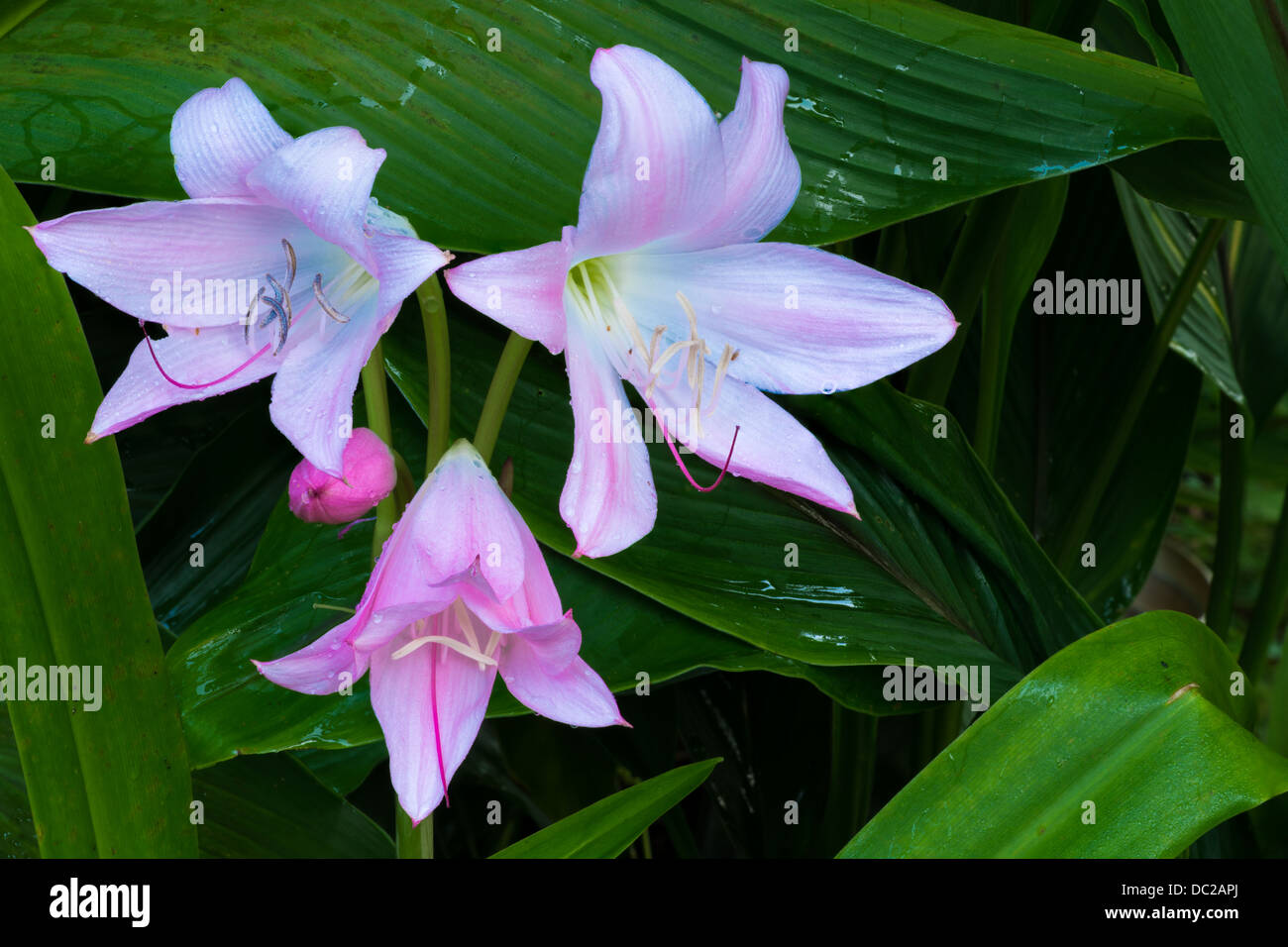 White lily death hires stock photography and images Alamy