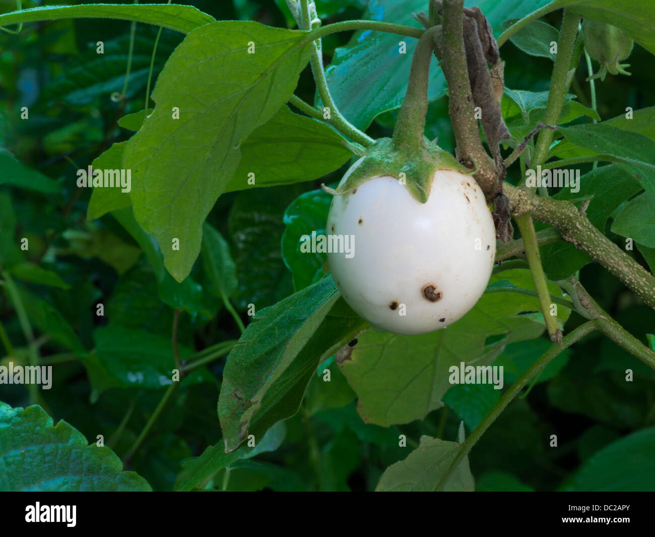 White Eggplant Stock Photo