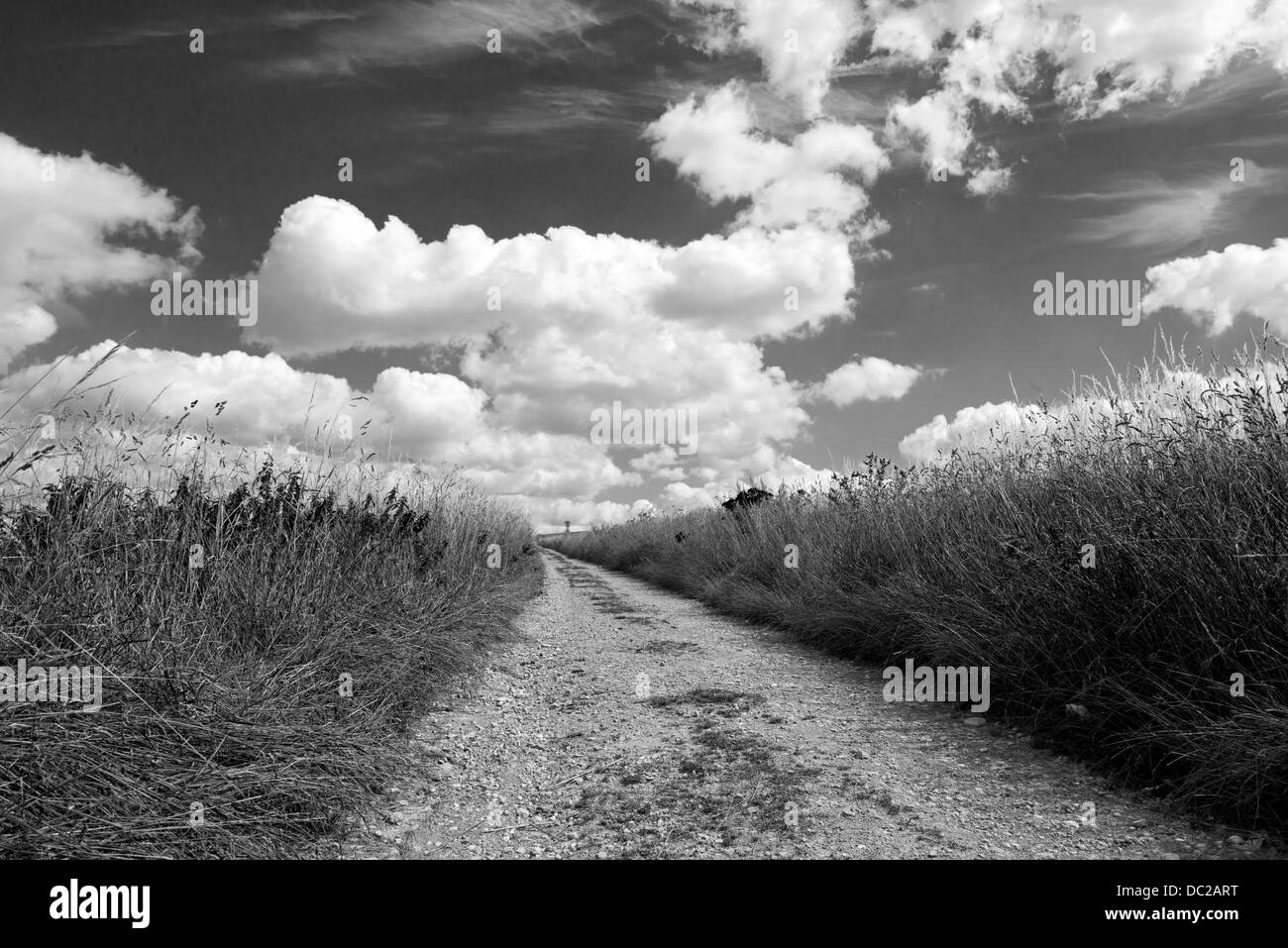Landscape view of the South Downs Way leading to Castle Hill Nature Reserve, East Sussex