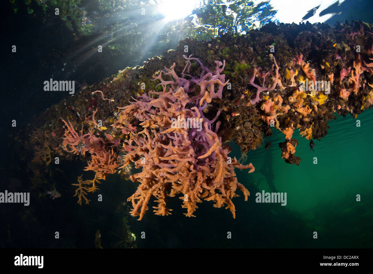 Sponges growing in Mangroves, Porifera, Micronesia, Palau Stock Photo