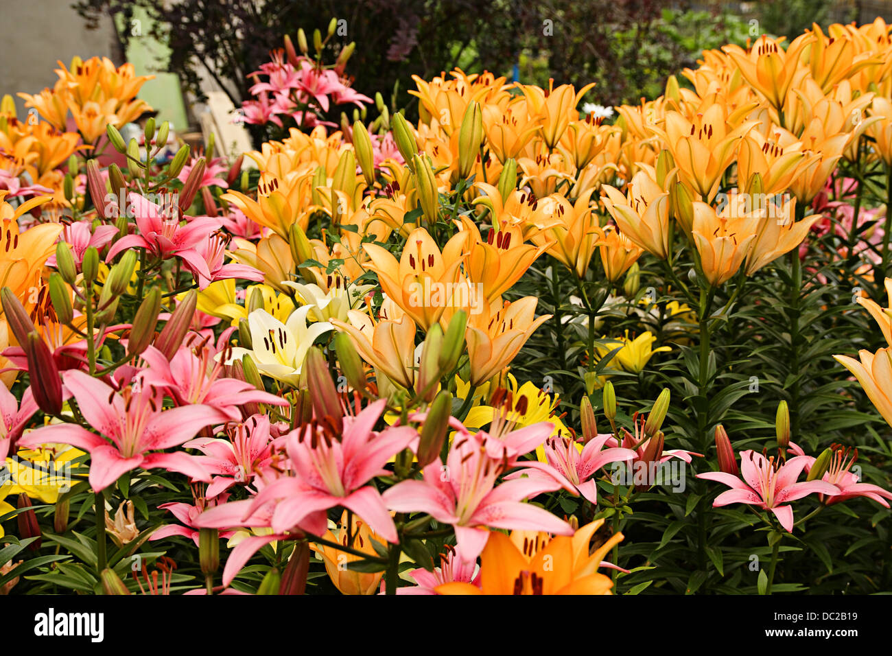 Flowers. Multicolored lilies on a flowerbed Stock Photo