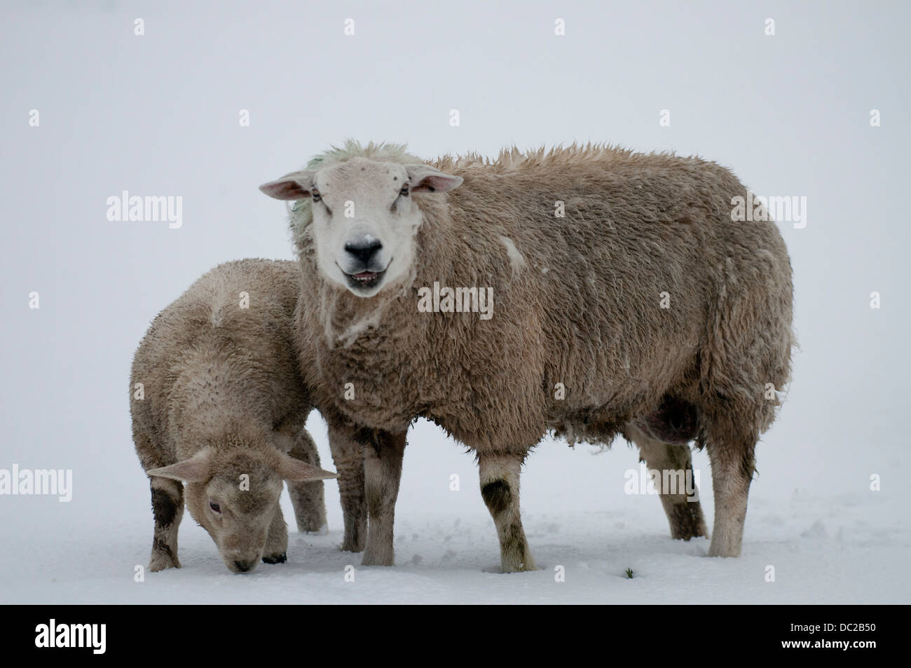 Sheep and lambs staying warm and searching for grass under the snow in Askrigg,North yorkshire. Stock Photo