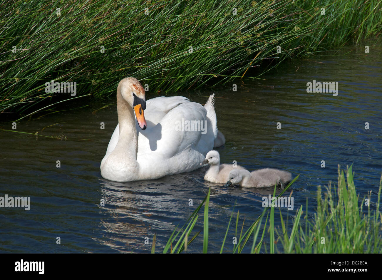 Swan and two cygnets Blokzijl Holland Stock Photo