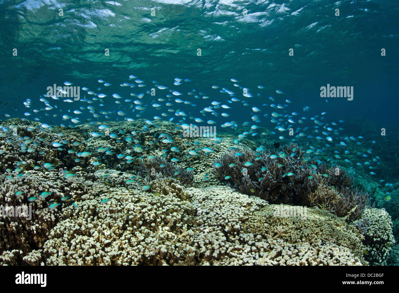 Shoal of Blue-green Damselfish over Reef, Chromis viridis, Micronesia, Palau Stock Photo