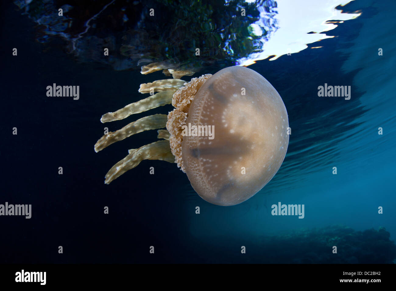 Mastigias Jellyfish, Mastigias papua, Micronesia, Palau Stock Photo