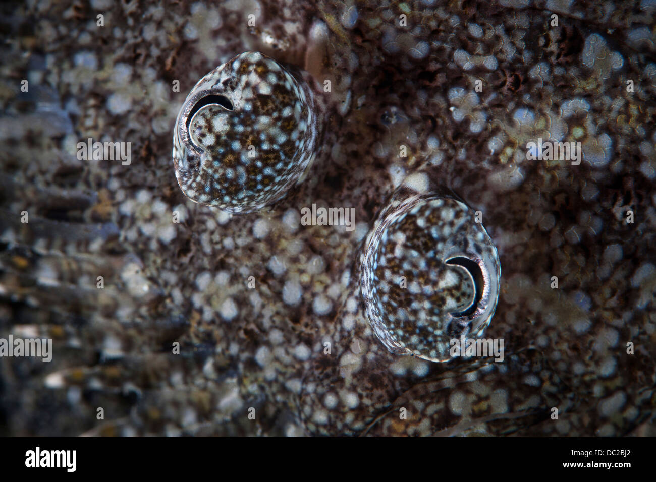 Flounder eyes hires stock photography and images Alamy