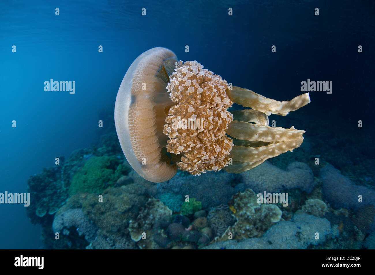 Mastigias Jellyfish, Mastigias papua, Micronesia, Palau Stock Photo