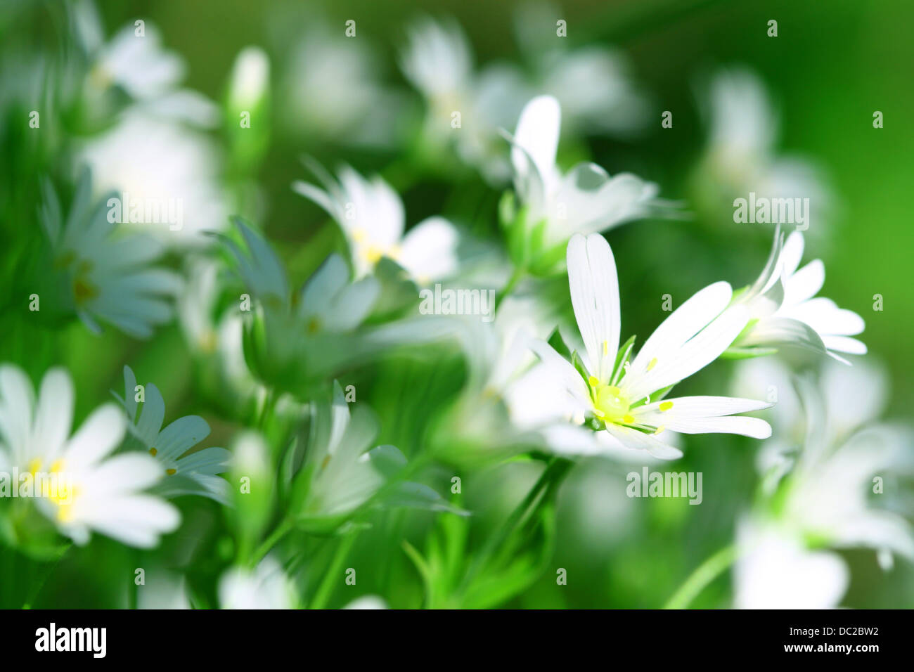 white spring flowers nature background Stock Photo - Alamy