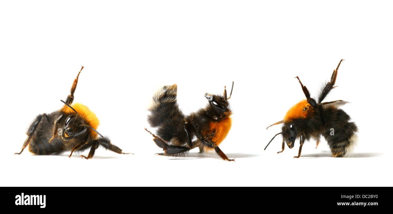 dance aerobic bumble bee isolated on white background Stock Photo