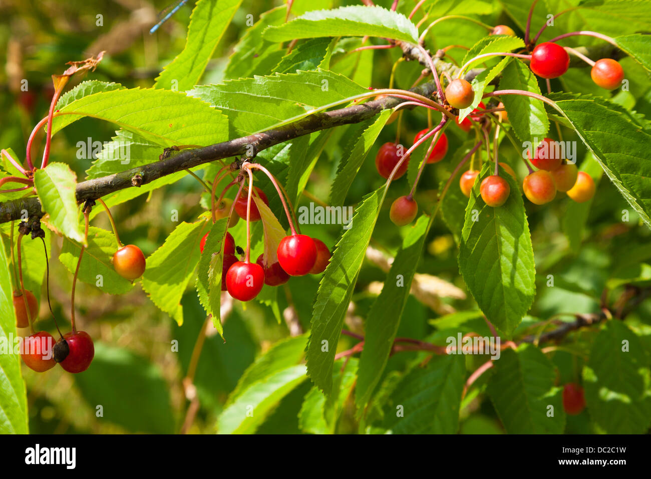 Cherries on wild cherry tree (Prunus avium), Kent, UK, summer Stock Photo