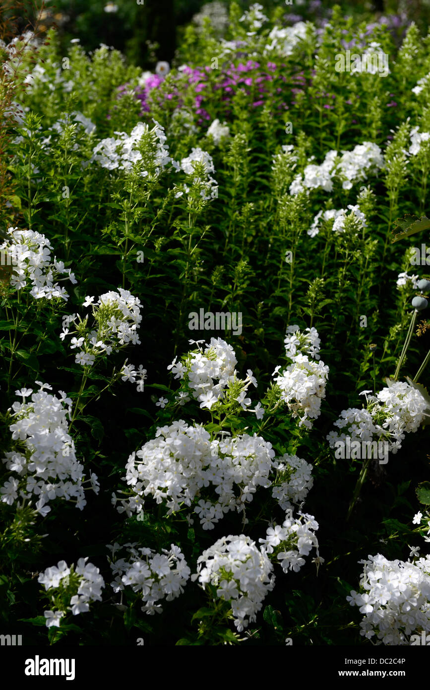 phlox,paniculata,david,white,flower,perennial,phlox,paniculata,david,white,flower,perennial,Rm,Floral Stock Photo