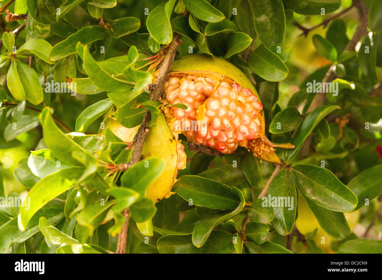 pomegranate opened on the tree (Punica granatum), showing the arils. Granada, Spain. Stock Photo
