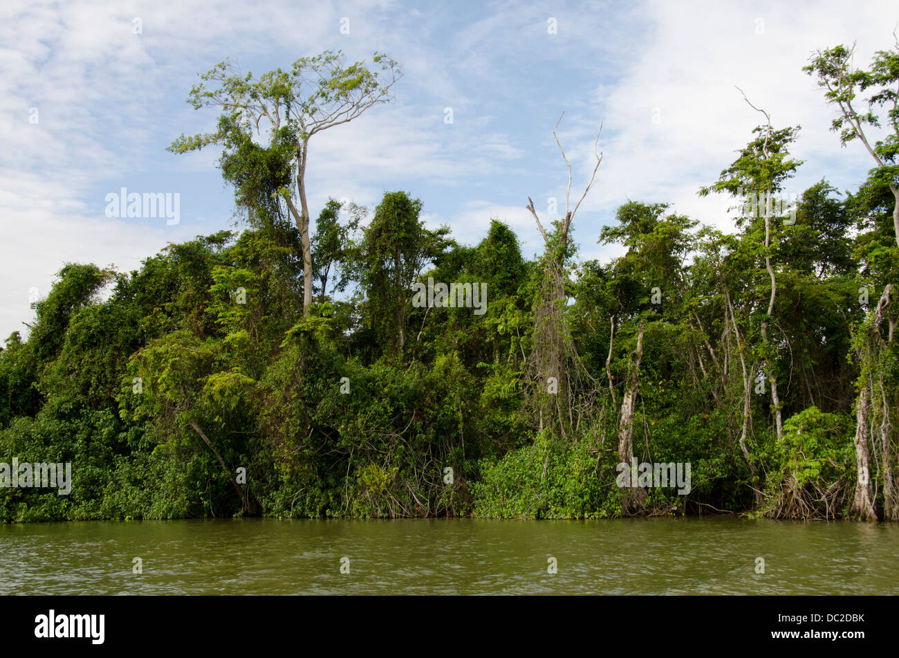 Belize, District of Toledo, Monkey River. Riverside tropical forest