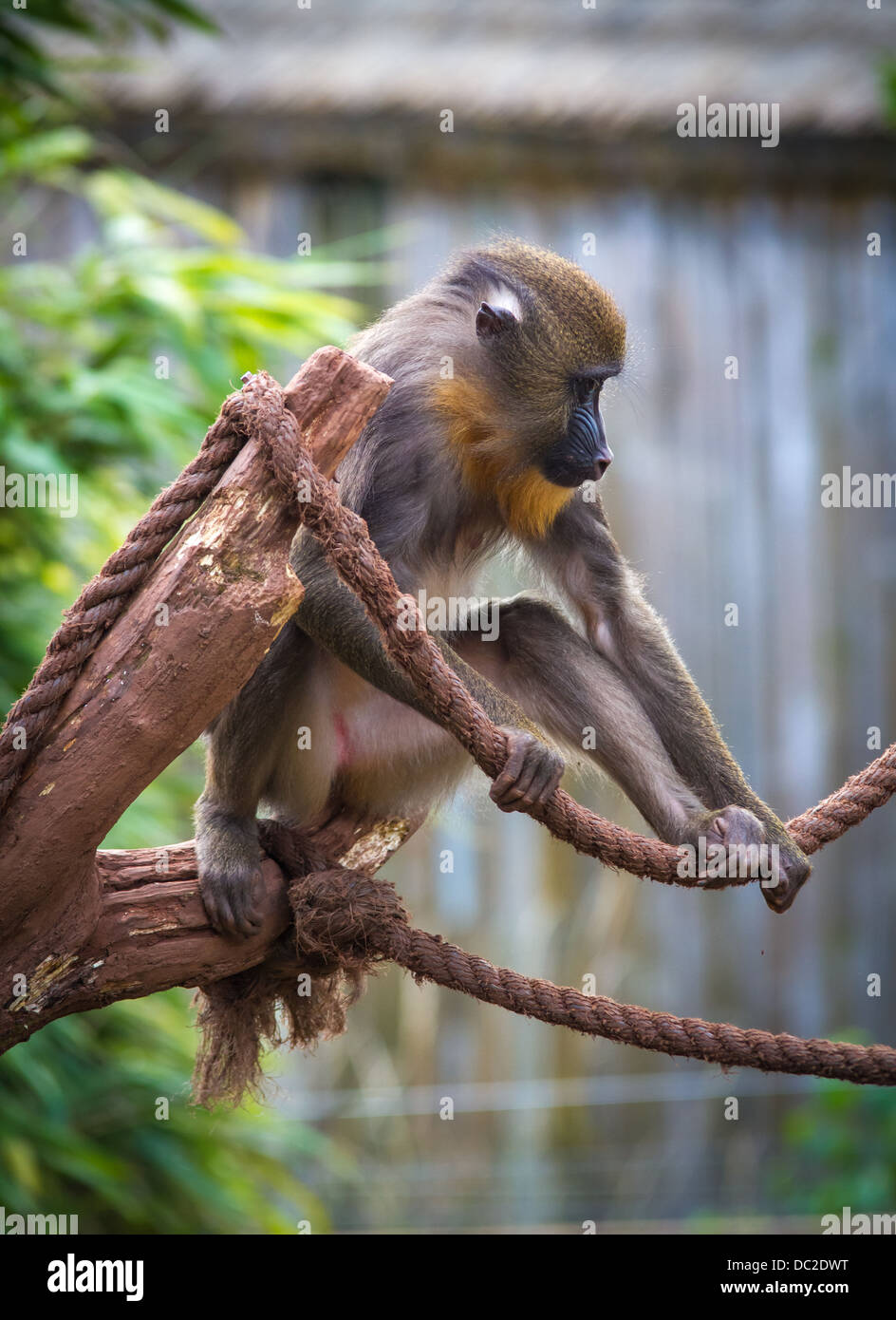 A Mandrill monkey (Mandrillus sphinx) sat in a tree with rope in captivity at South Lakes Wild Animal Park. Stock Photo