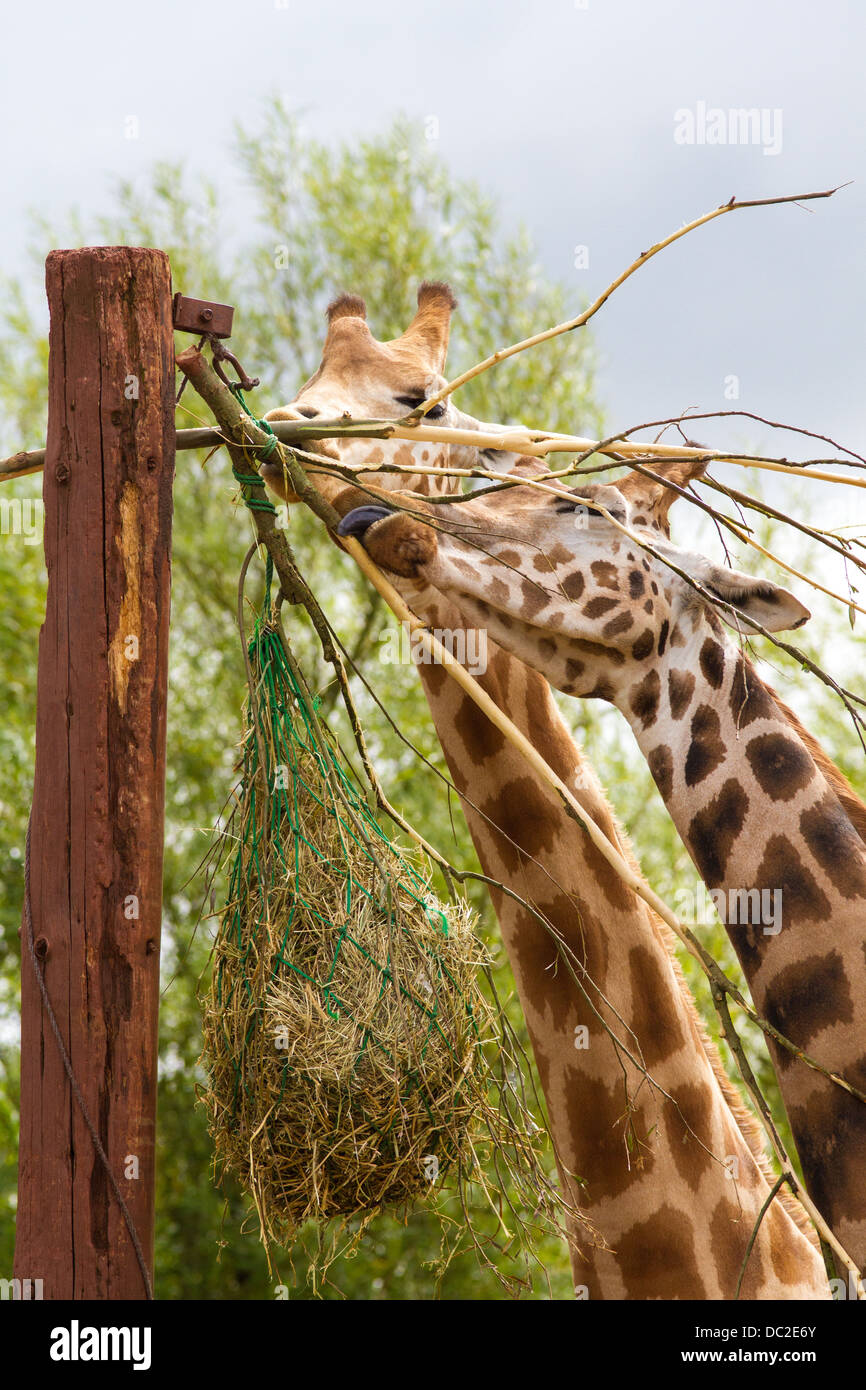 Giraffes eating at South Lakes Wild Animal Park in Dalton in Furness, Cumbria Stock Photo