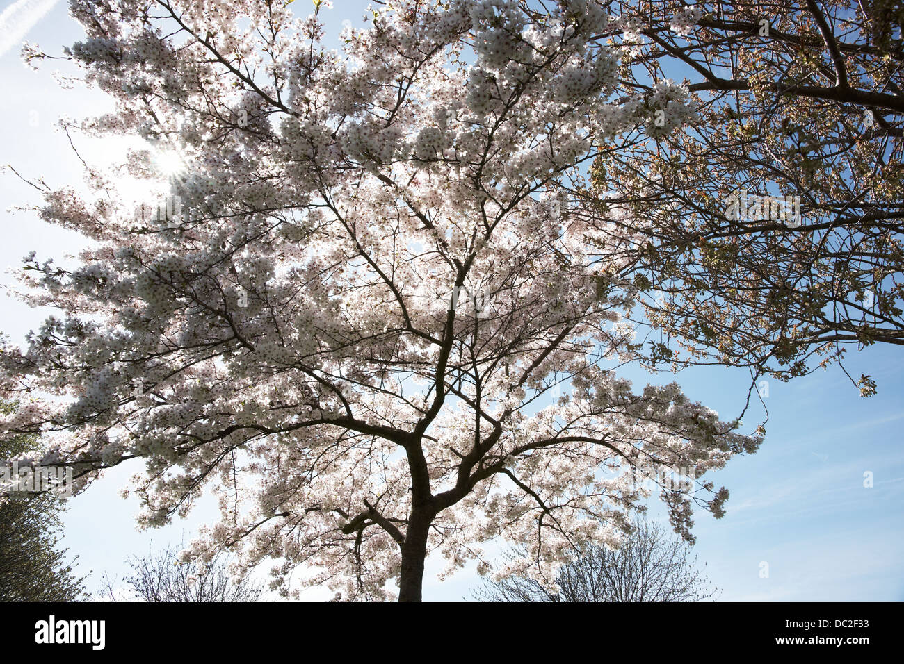Trees in spring Stock Photo - Alamy