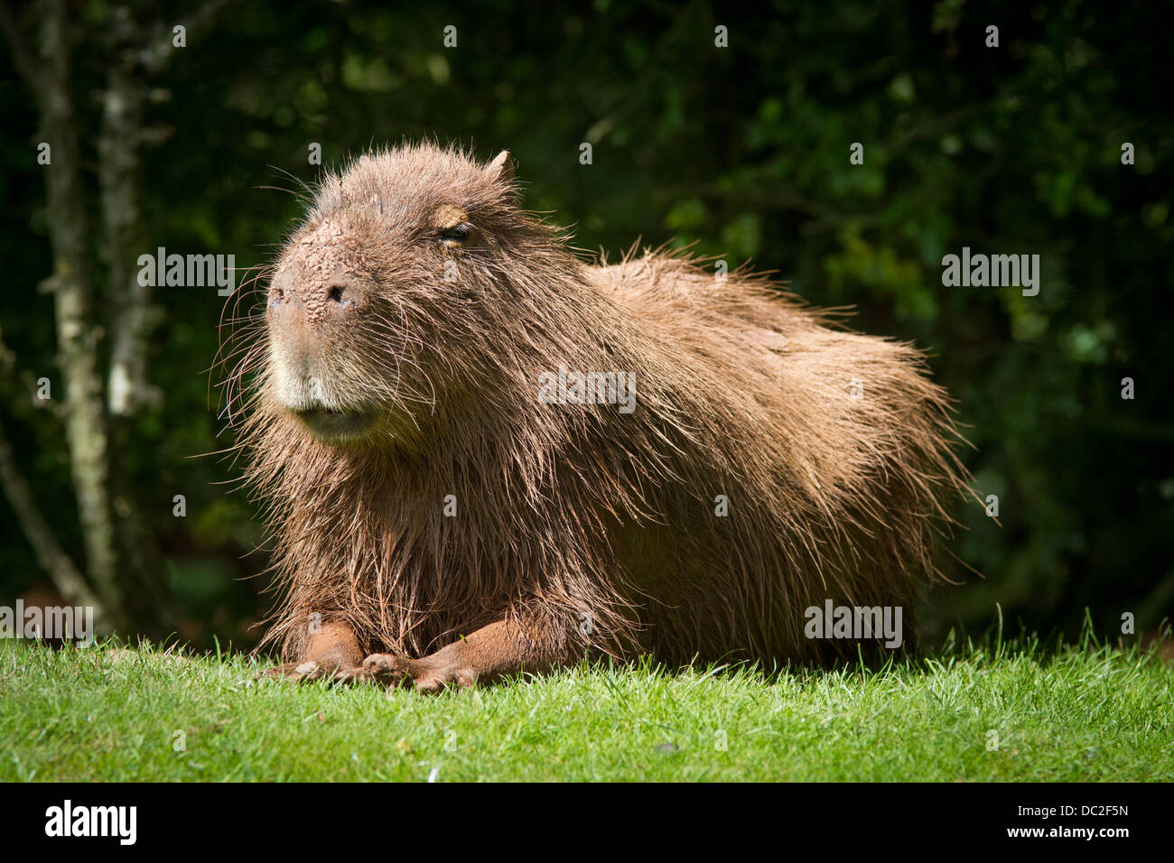A South American Capybara (Hydrochaeris hydrochaeris) the worlds largest living rodent, sat down on grass. Stock Photo