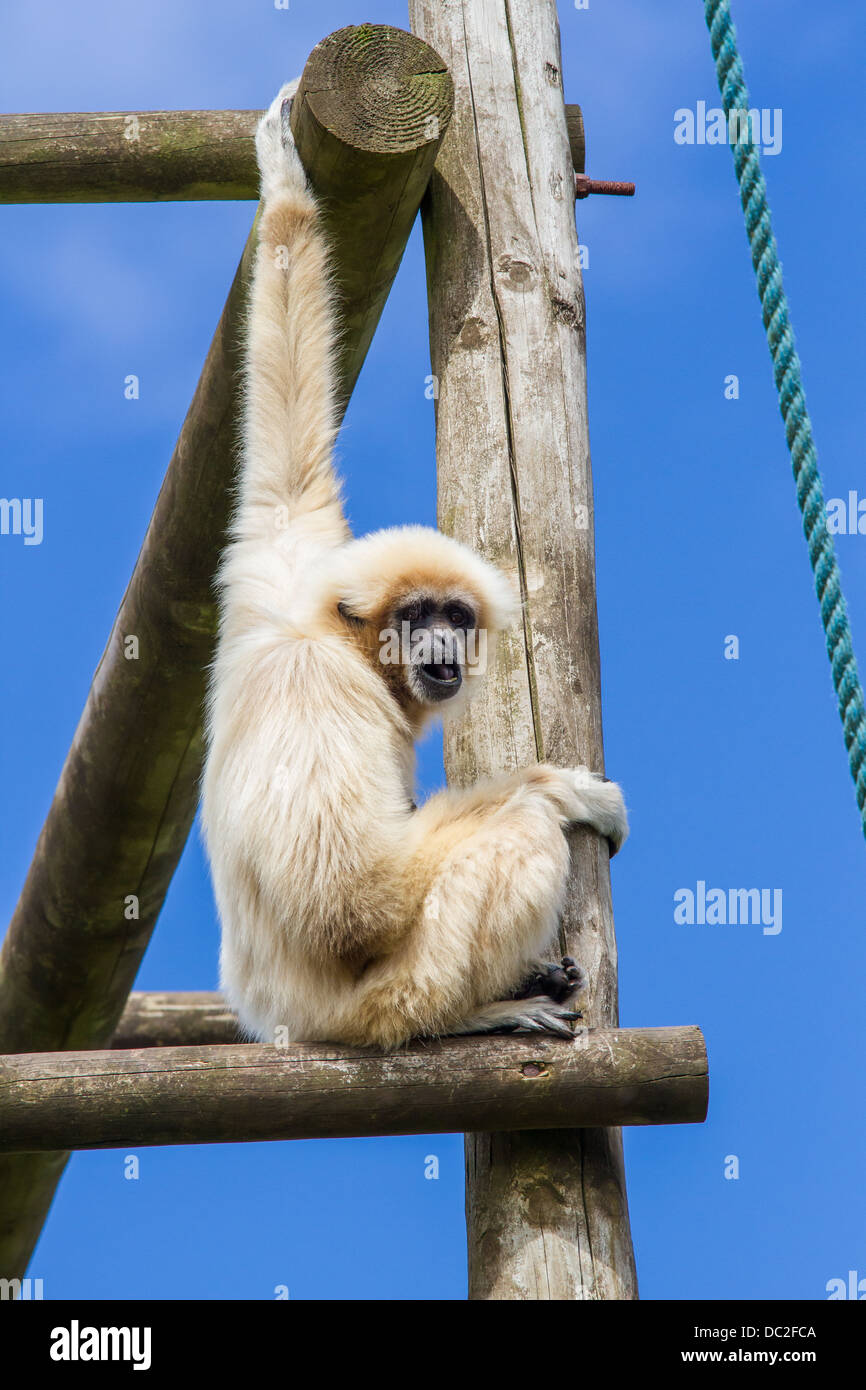 White Handed Gibbon or Lar Gibbon climbing at South Lakes Wild Animal